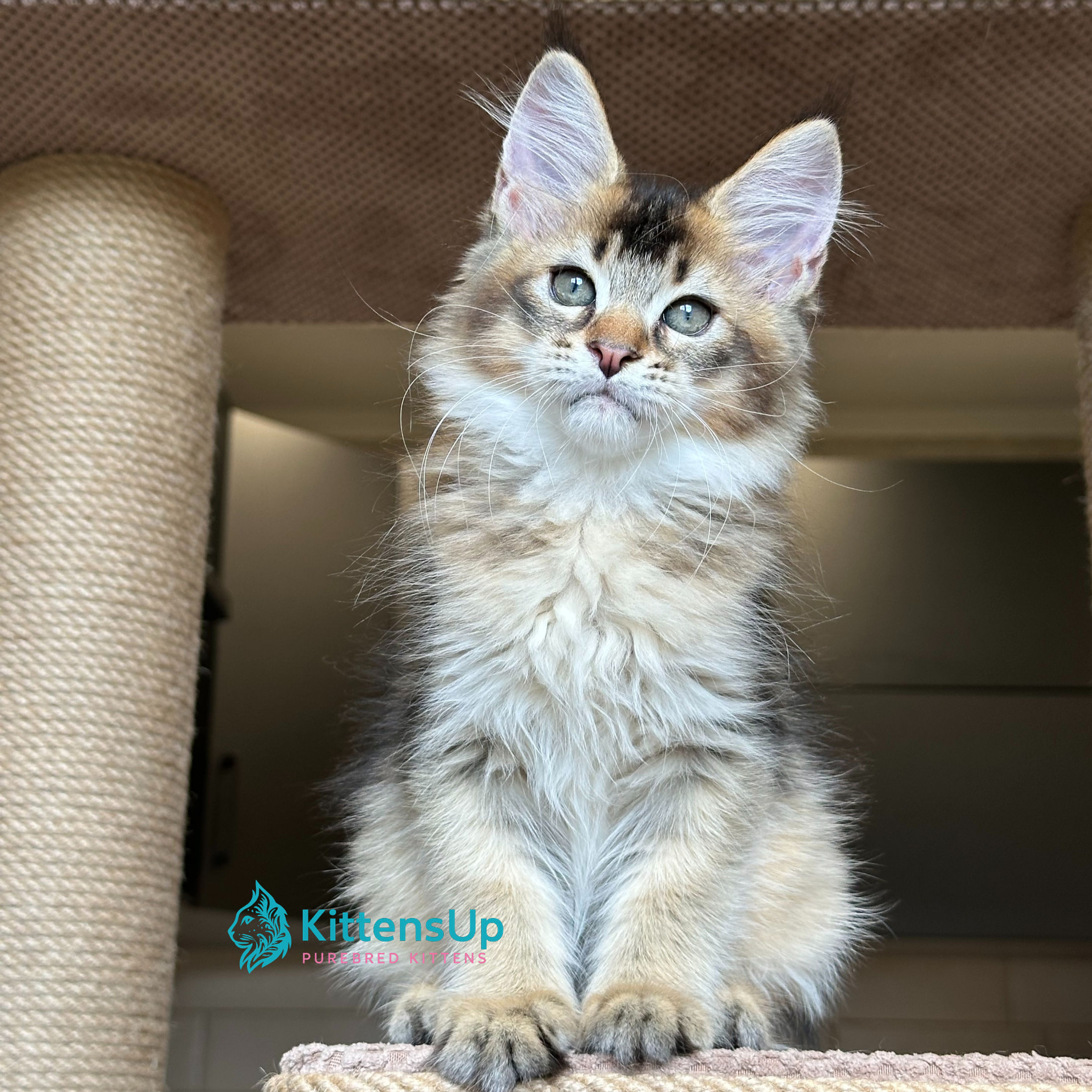 Maine Coon