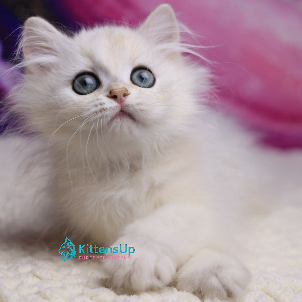 Thumbnail: British longhair