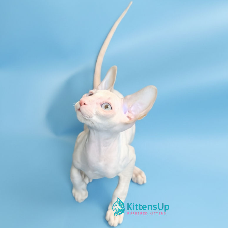 Thumbnail: Cornish Rex
