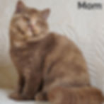 Thumbnail: British longhair
