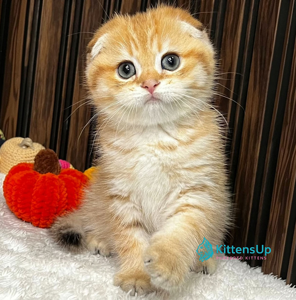 Scottish Fold