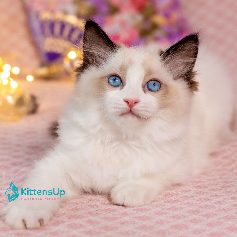 Ragdoll