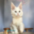 Thumbnail: Maine Coon