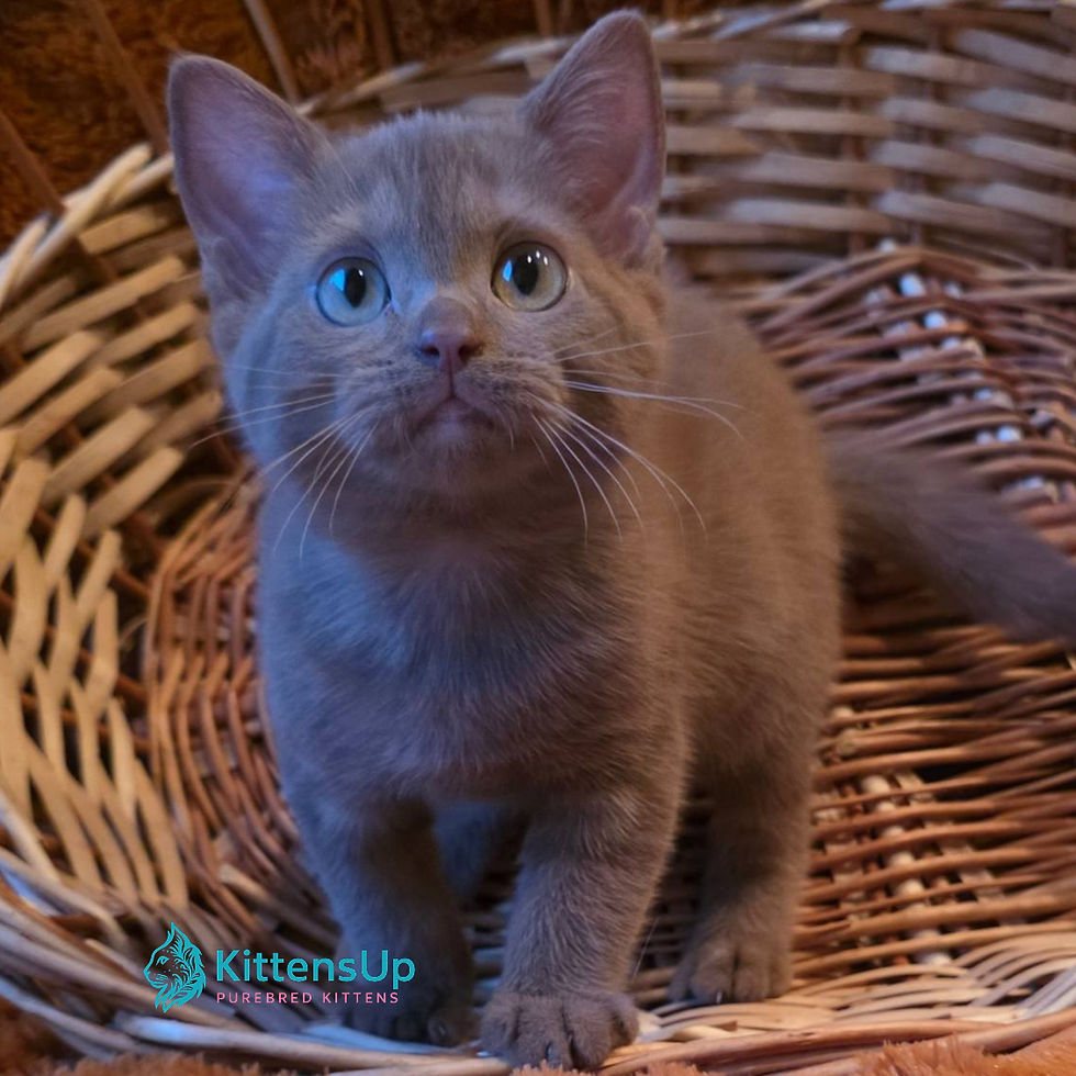 British shorthair