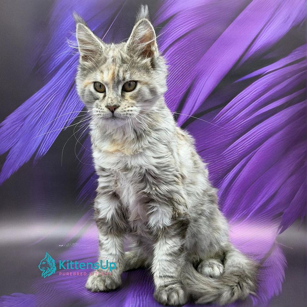Maine Coon