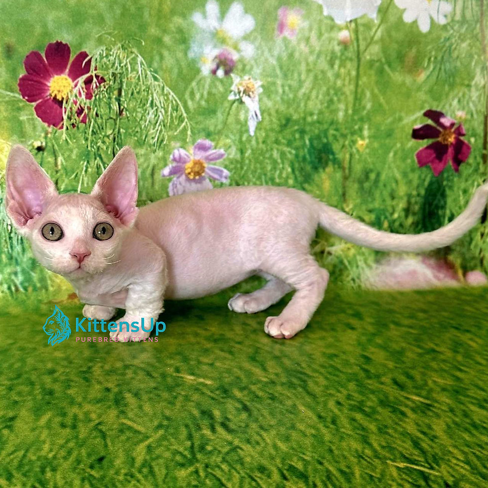 Thumbnail: 280 Kruz (U) Minskin male kitten