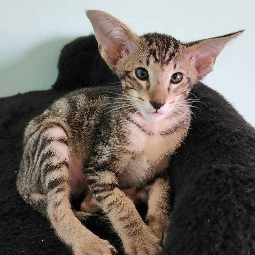 Buy the Purrfection Frederick, Our Oriental Kitten, Now Available!