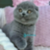Scottish Fold