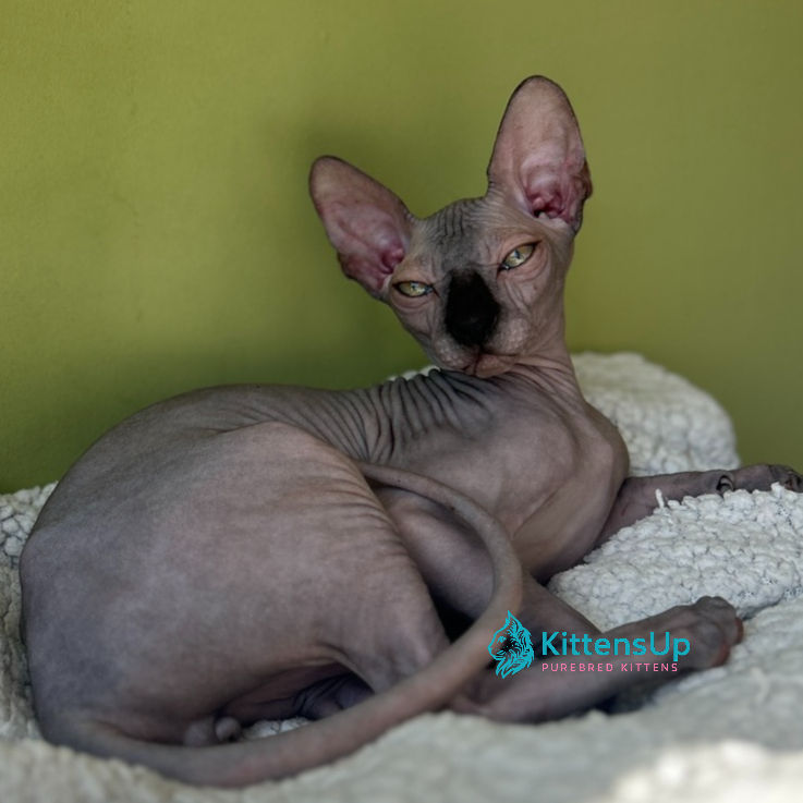Sphynx