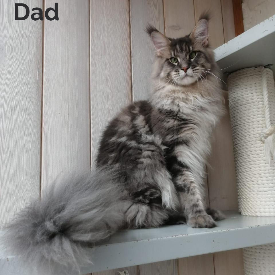 Thumbnail: Maine Coon