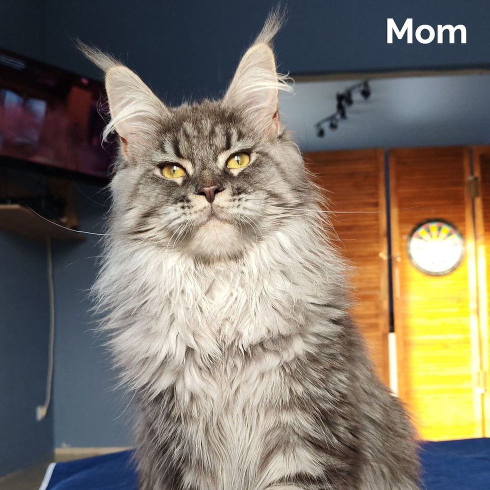 Thumbnail: 481 Olivia (R) Maine Coon female kitten