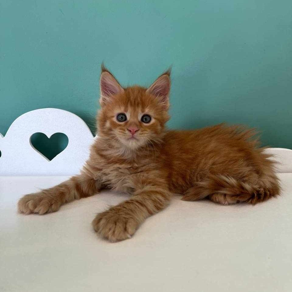 Thumbnail: 600 Faniy Polydactyl 6/6/6/6 (R) Maine Coon female kitten