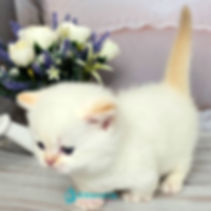 253 Honeyboy (U) Munchkin shorthair male kitten