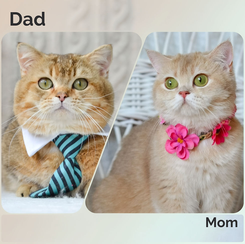 Thumbnail: Munchkin