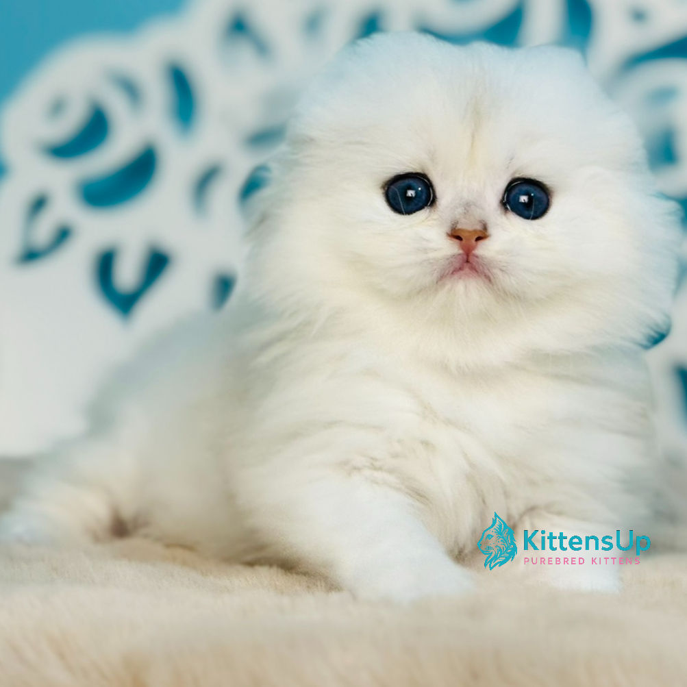 Scottish fold