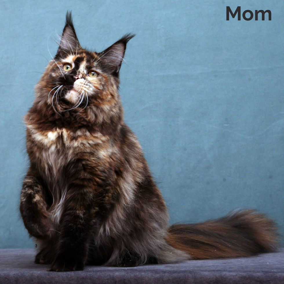 Thumbnail: Maine Coon
