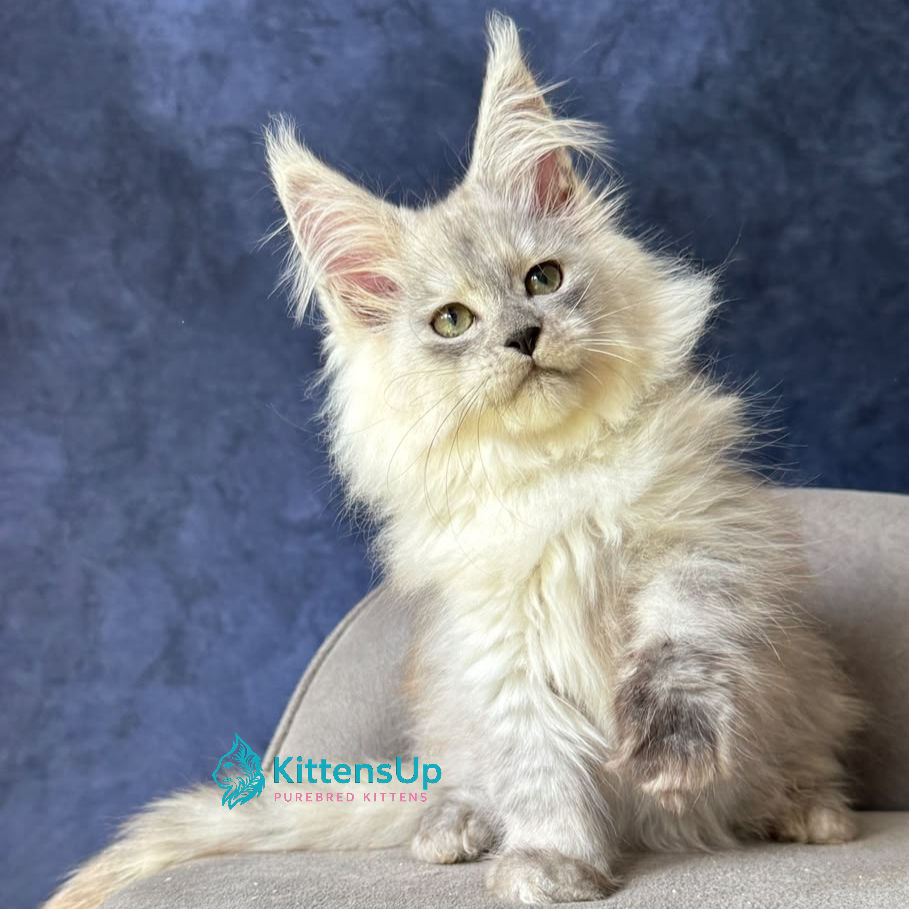 Maine Coon