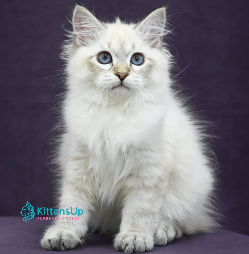 Siberian