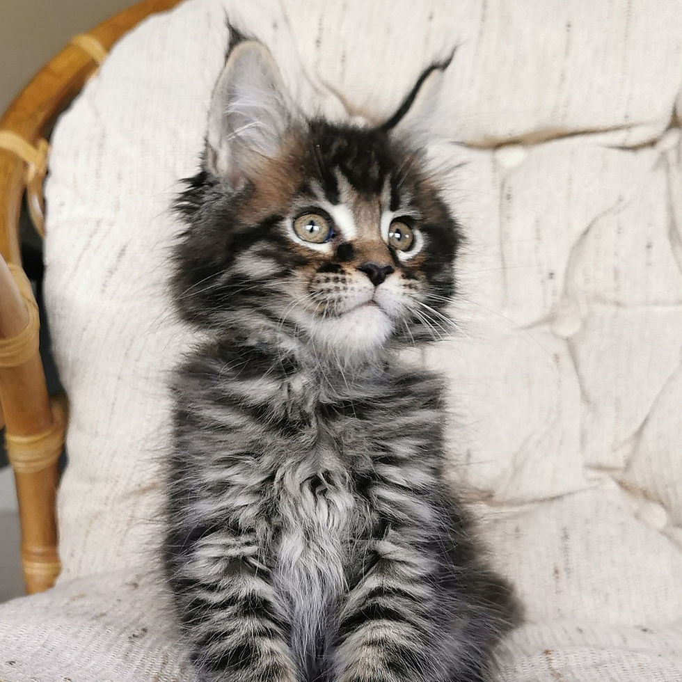 Thumbnail: 005 Urman (U) Maine Coon male kitten
