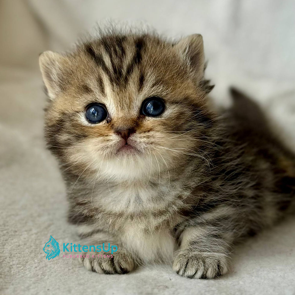 Munchkin