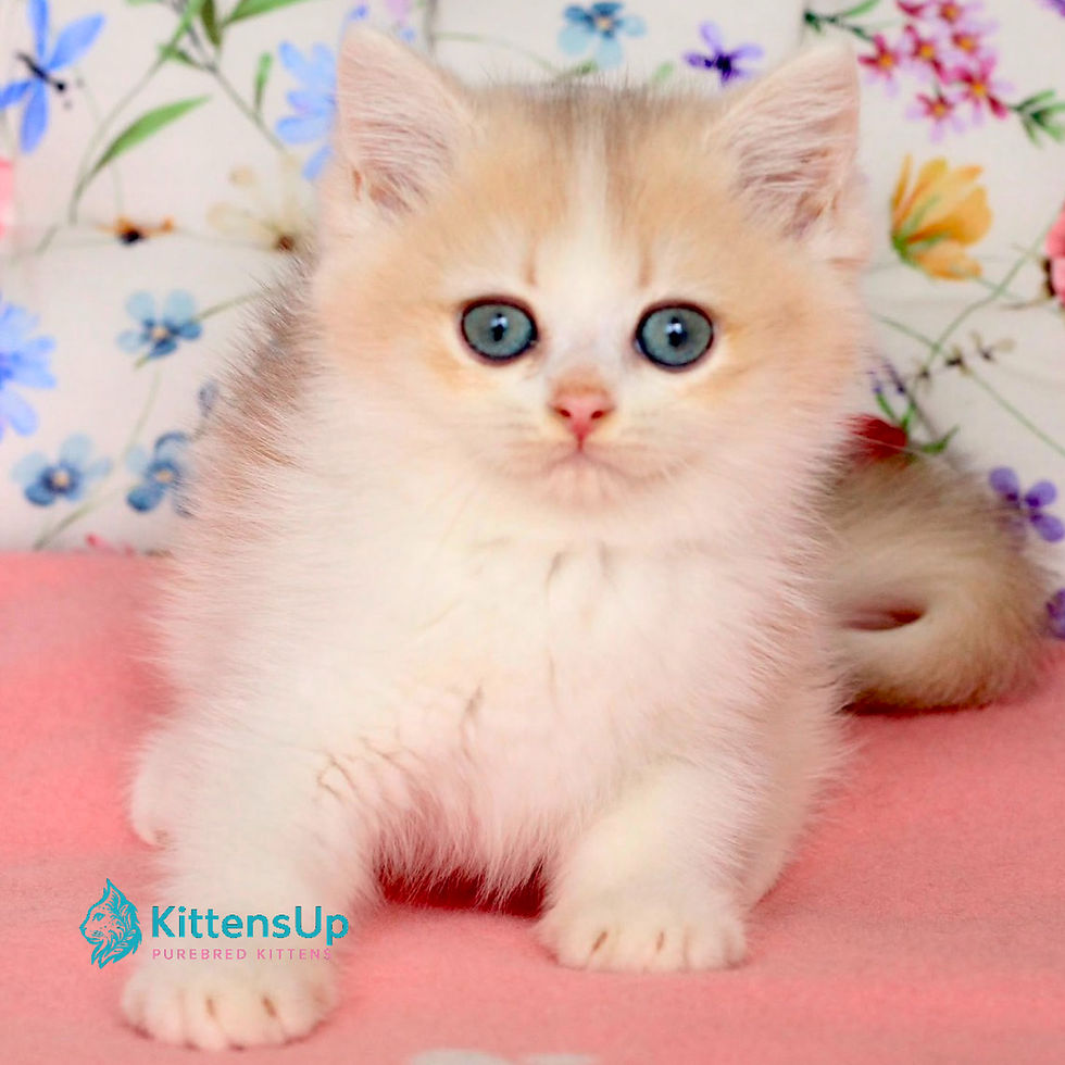 British shorthair