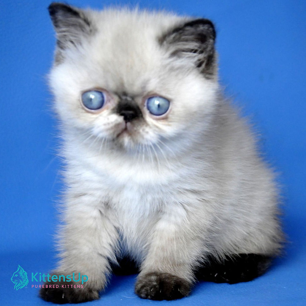 Thumbnail: Exotic shorthair
