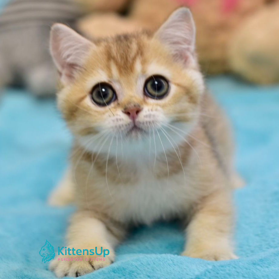 British shorthair