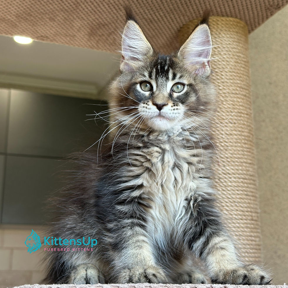 Maine Coon