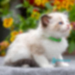 Ragdoll