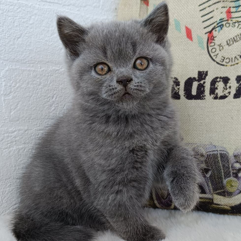 Thumbnail: 252 Summer (U) Scottish Straight shorthair female kitten
