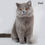 Thumbnail: 130 Josie (BL) British longhair female kitten