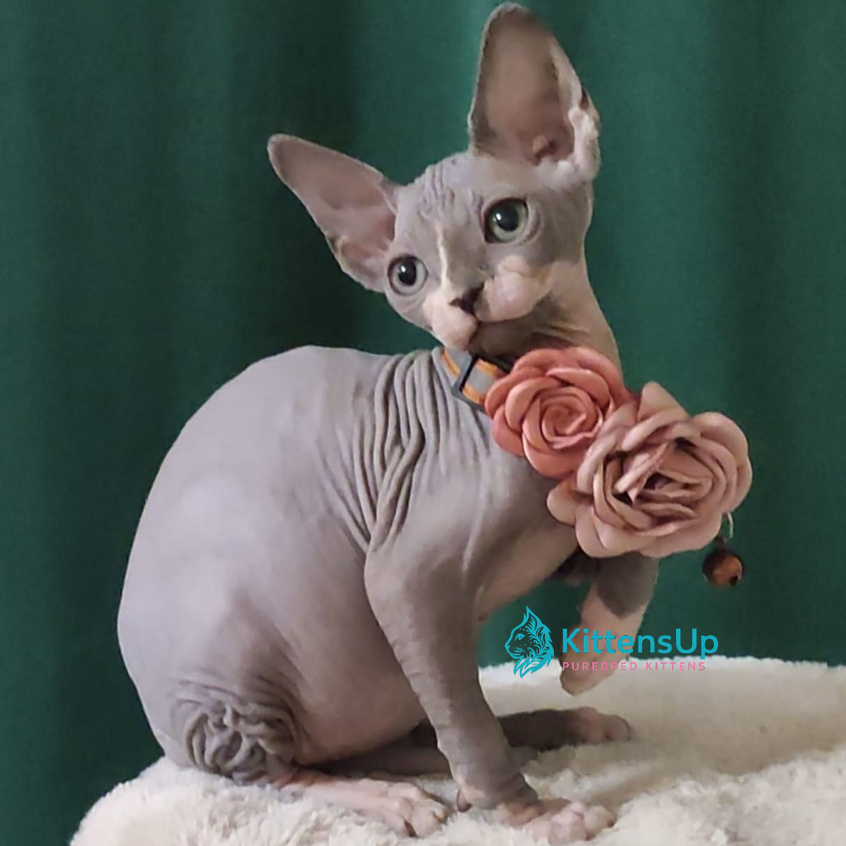 Sphynx