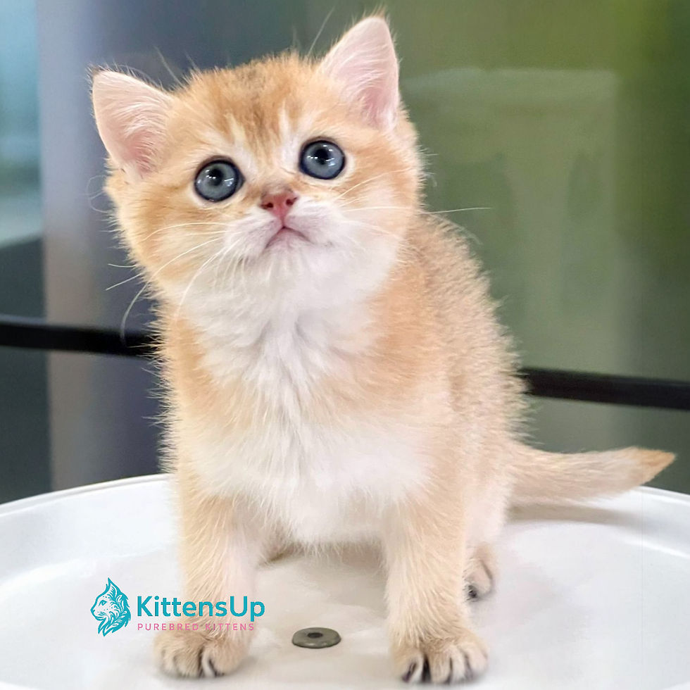 British shorthair