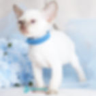Devon Rex