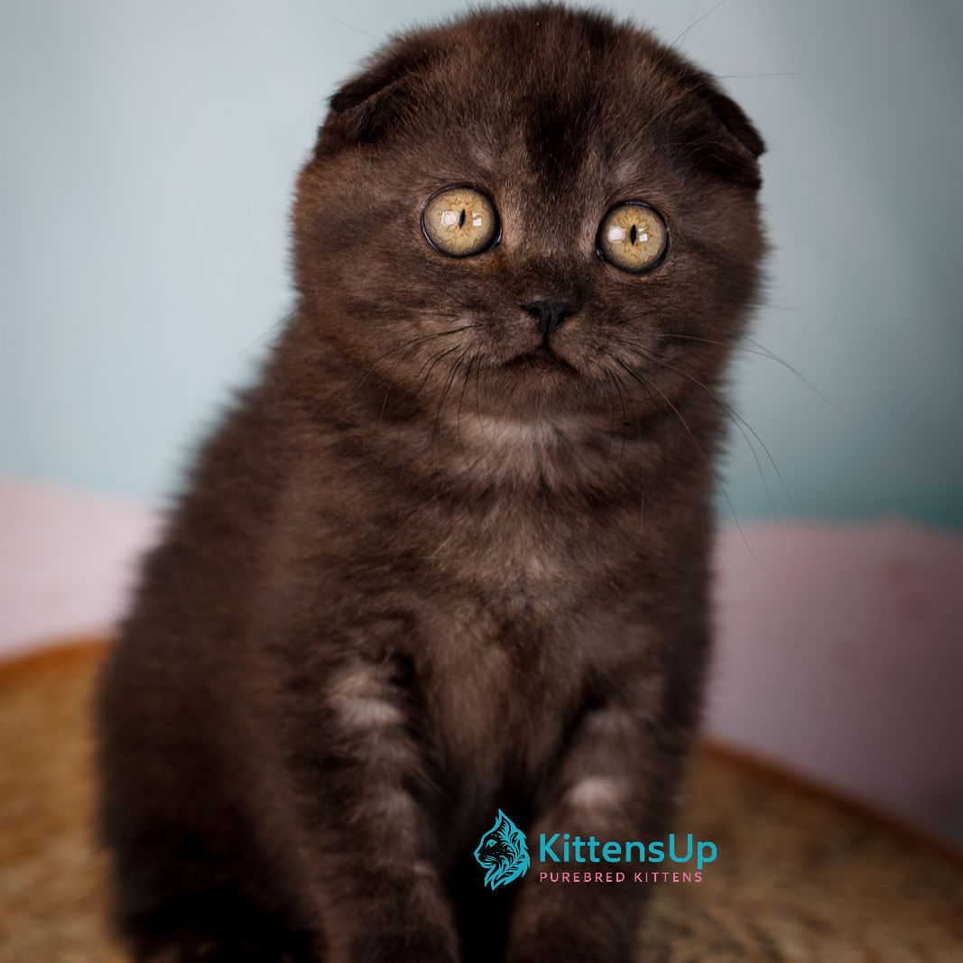 420 Ursula (U) Scottish Fold shorthair female kitten