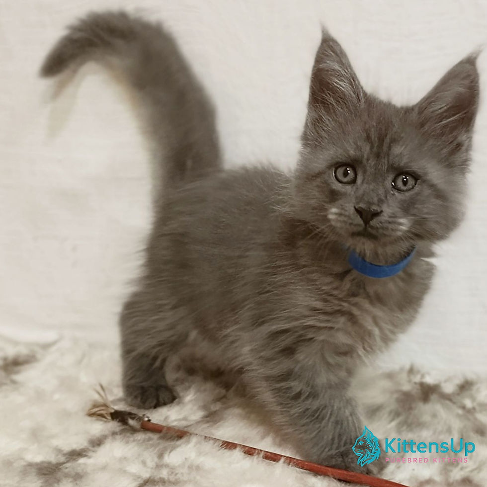 Maine Coon