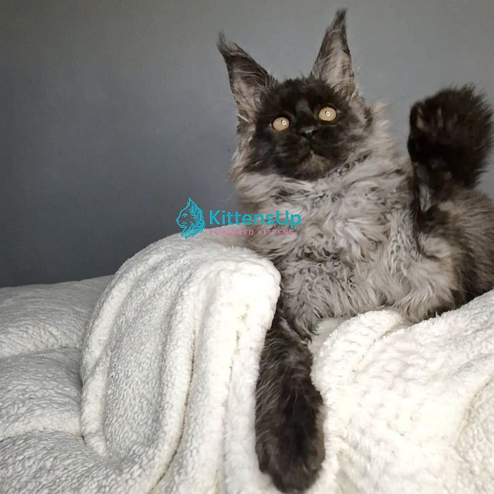 Maine Coon