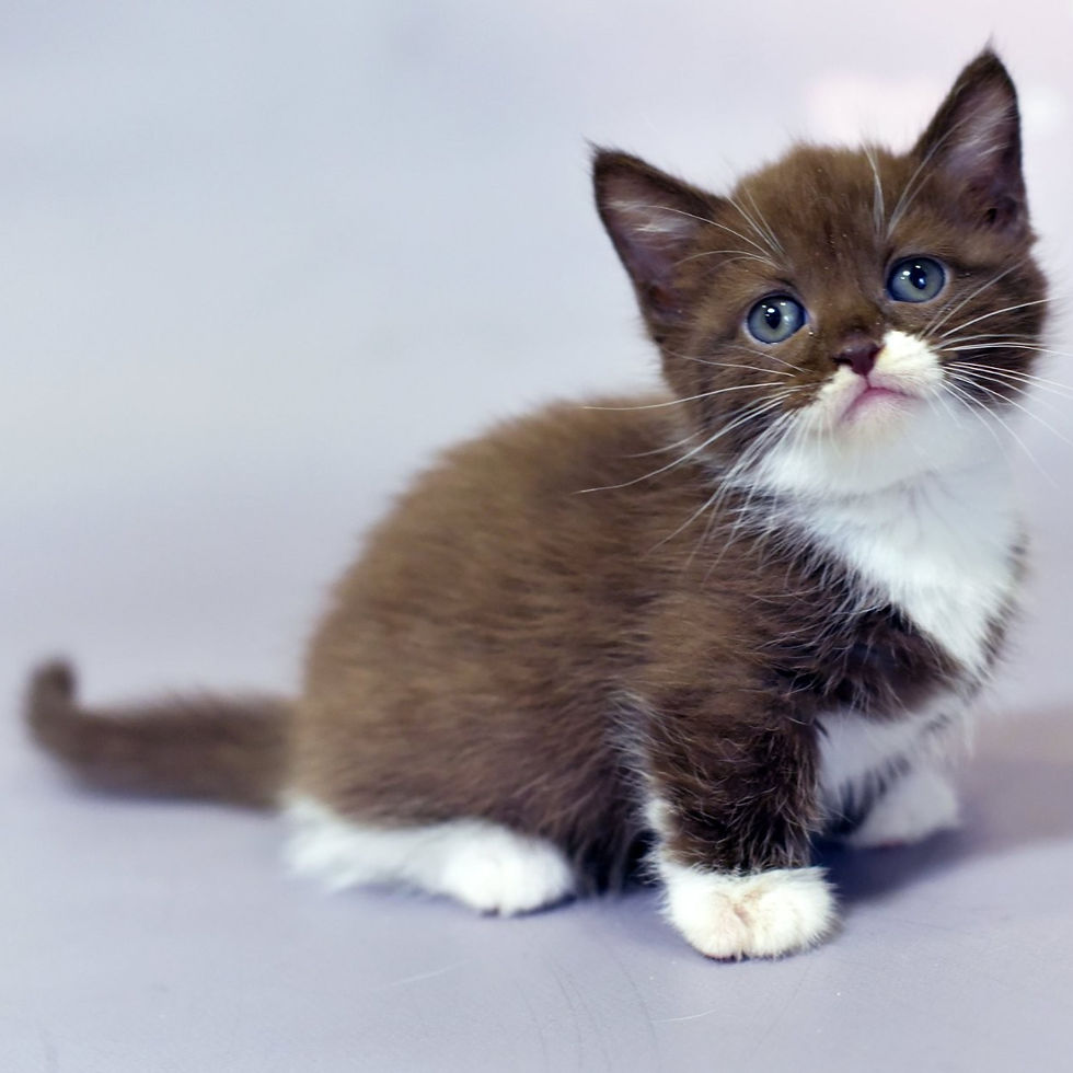 Thumbnail: 327 Deizi (U) Munchkin shorthair female kitten