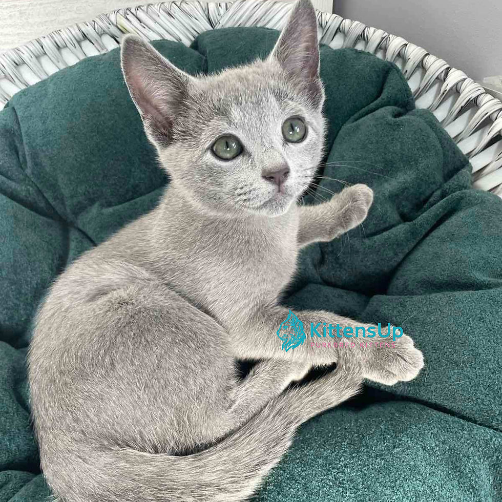 Russian blue