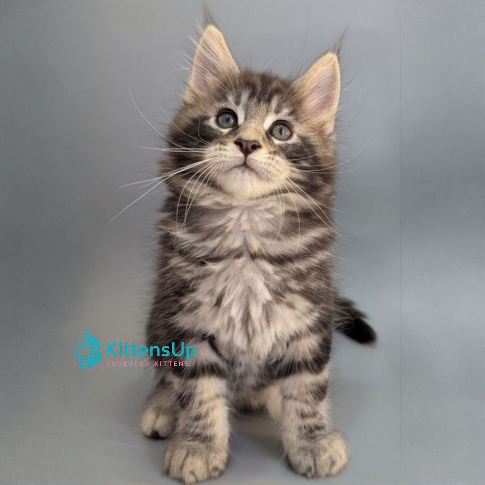 Thumbnail: 637 Hugo (U) Maine Coon male kitten