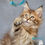 Thumbnail: Maine Coon