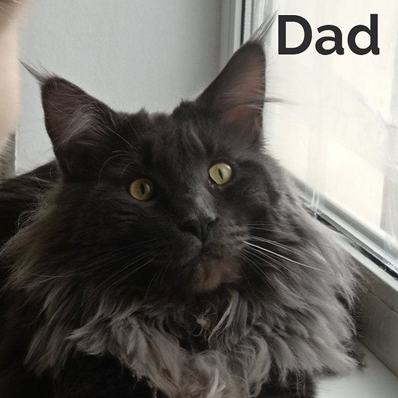 Thumbnail: Maine Coon