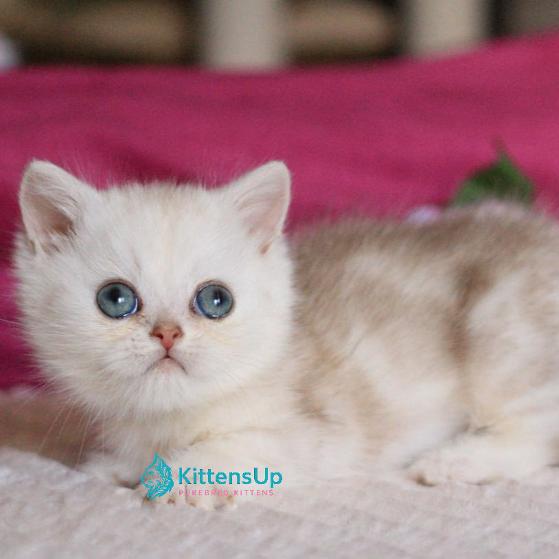 Thumbnail: 289 Zucchi (U) Munchkin shorthair male kitten
