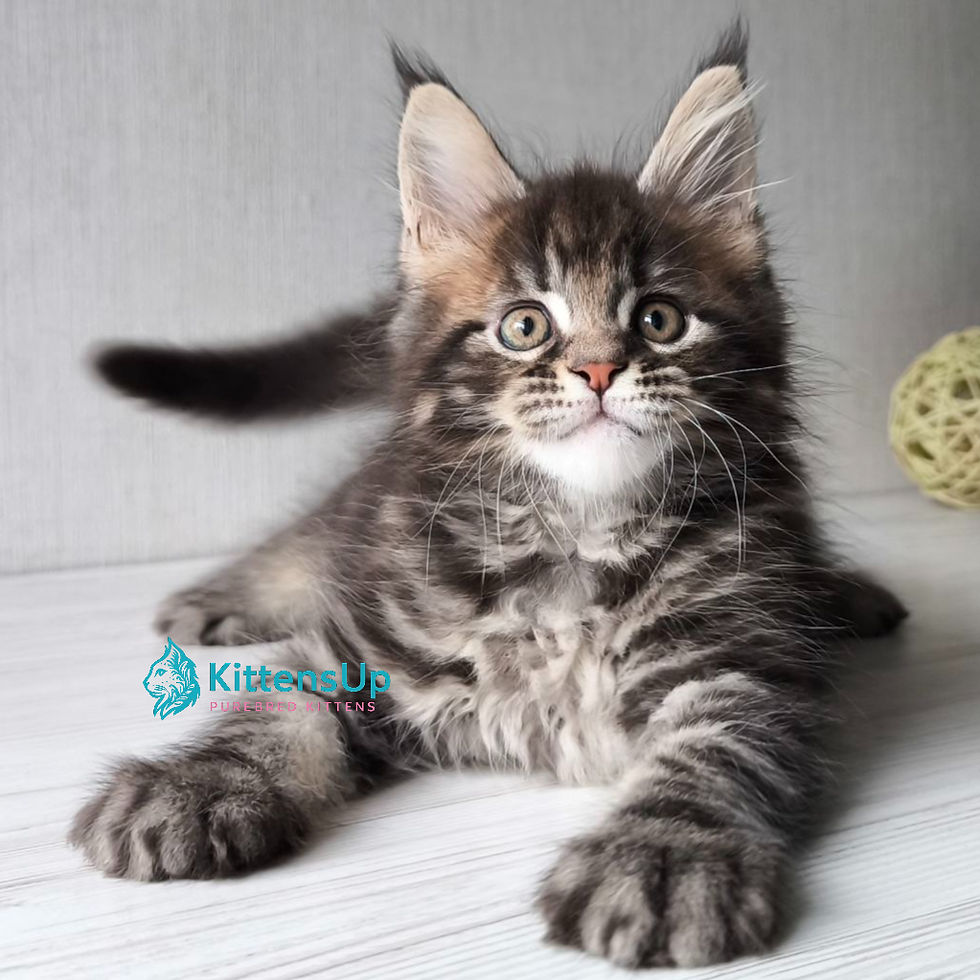 Maine Coon