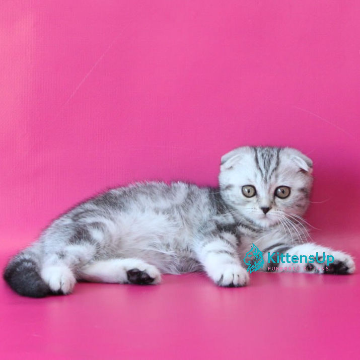 Scottish Fold