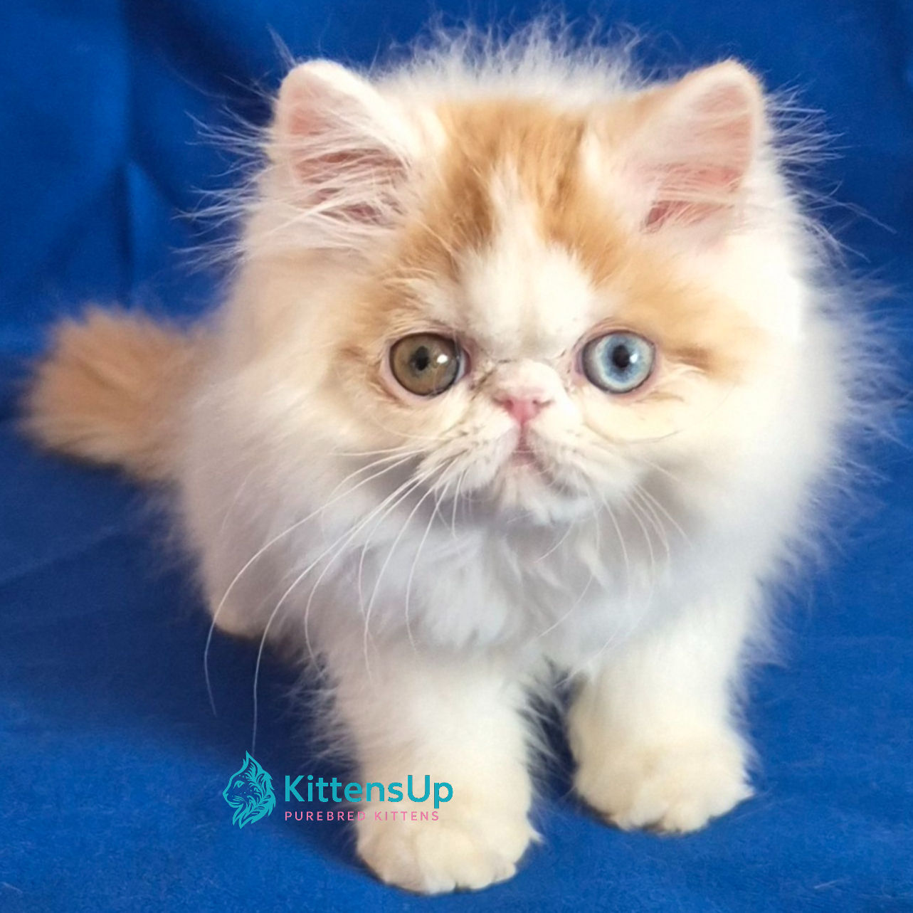 270 Zelda (U) Persian longhair female kitten