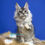 Thumbnail: Maine Coon