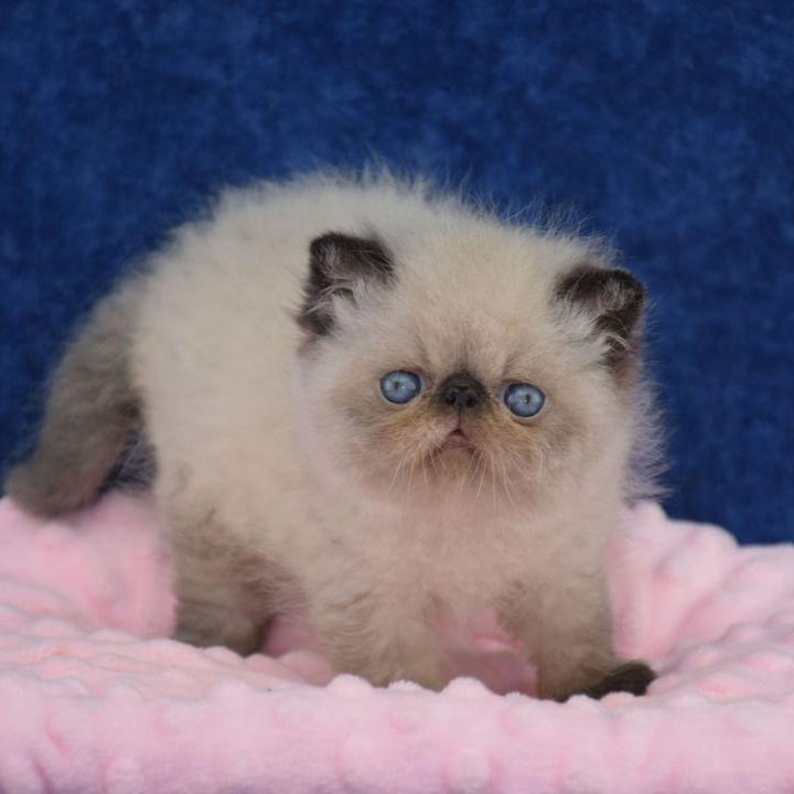 Thumbnail: 089 Colombiana (U) Exotic shorthair female kitten