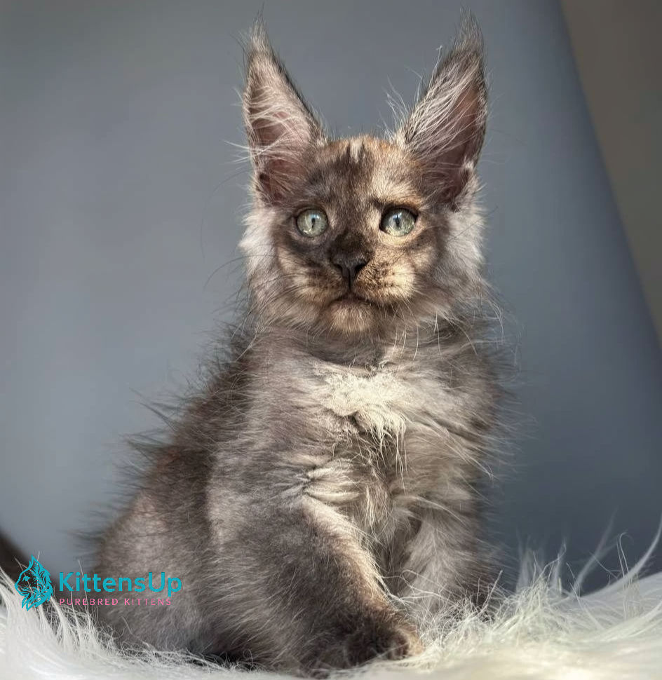 Maine Coon in a black smoky color KittenUp