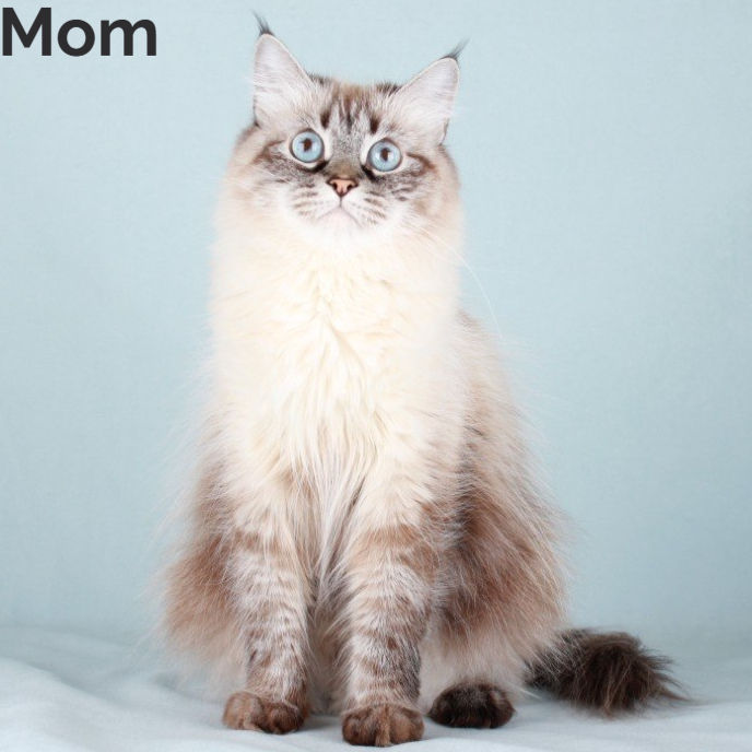 Thumbnail: 204 Ivi (R) Siberian female kitten